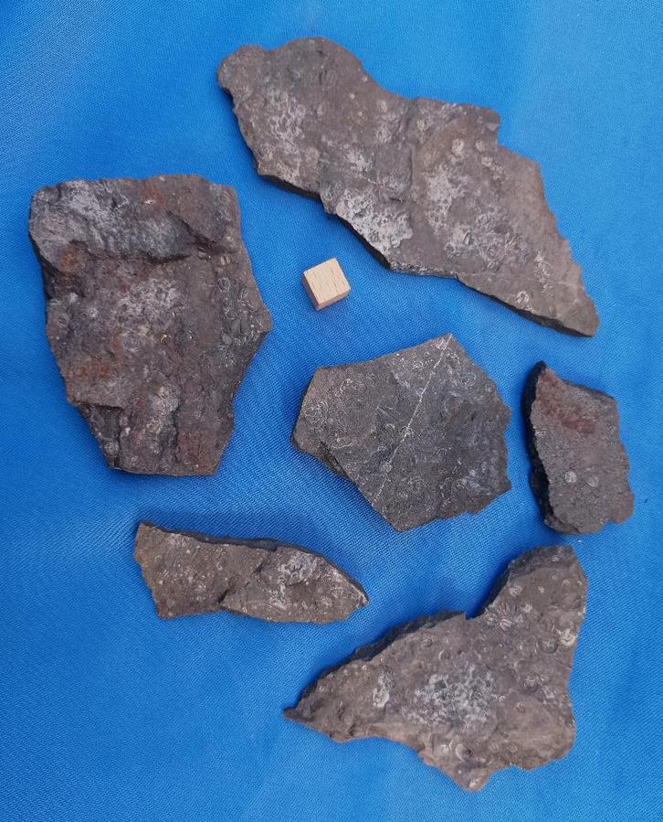 Trilobieten - Agnostus - Brantevik / Zweden, Verzamelen, Mineralen en Fossielen, Fossiel, Ophalen of Verzenden