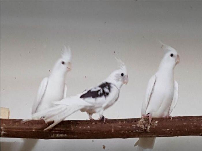 Gezocht valkparkiet koppel, Dieren en Toebehoren, Vogels | Parkieten en Papegaaien, Meerdere dieren, Parkiet