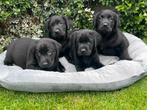 Labrador pups! Zwart en bruin, Rabiës (hondsdolheid), 8 tot 15 weken, Labrador retriever, Meerdere