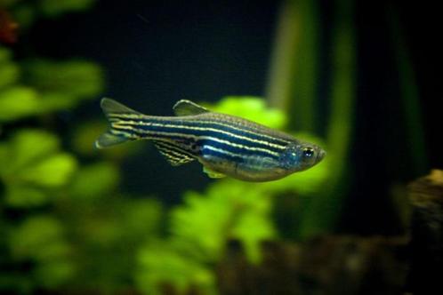 Brachydanio Rerio - Zebra Danio, Dieren en Toebehoren, Vissen | Aquariumvissen, Zoetwatervis, Vis, Schoolvis