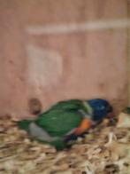 Jonge lori vd blauwe bergen, Geslacht onbekend, Papegaai, Tam