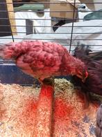 Silverruds Blå Haantjes Kleurleggers, Dieren en Toebehoren, Pluimvee