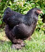 Grote deep black en gemarmde Bramha's, Dieren en Toebehoren, Pluimvee, Meerdere dieren, Kip