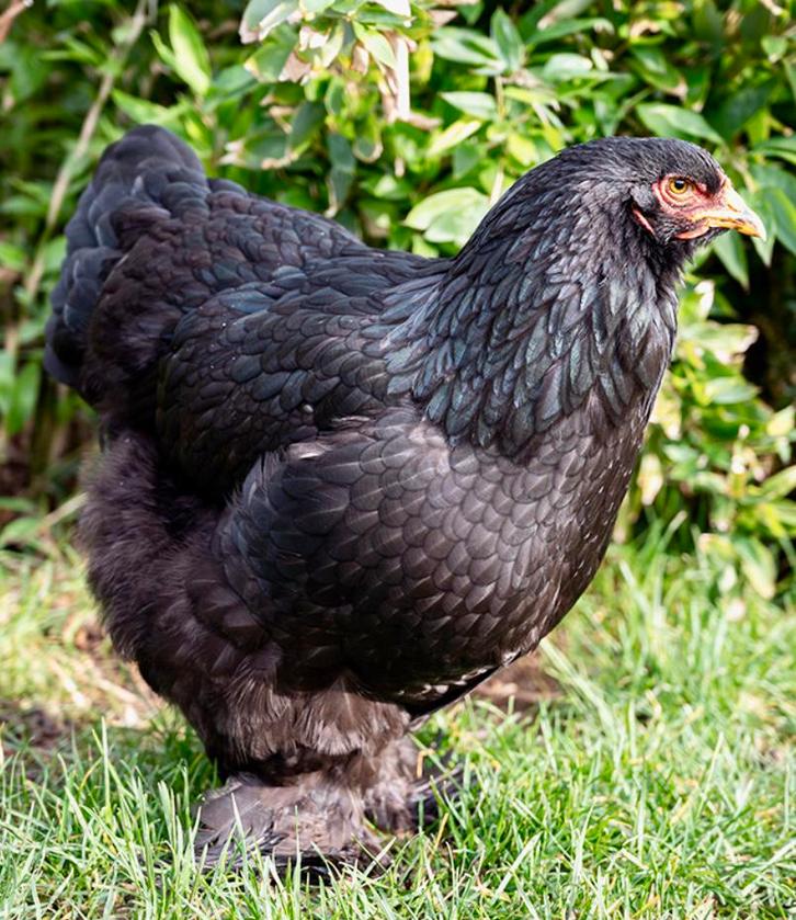 Grote deep black en gemarmde Bramha's, Dieren en Toebehoren, Pluimvee, Kip, Meerdere dieren