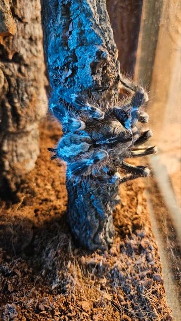 P. regalis vrouw incl. Exo terra terrarium beschikbaar voor biedingen