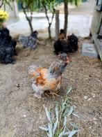 Prachtige cochin kriel x zijdehoen haantjes, Dieren en Toebehoren, Pluimvee, Mannelijk, Kip