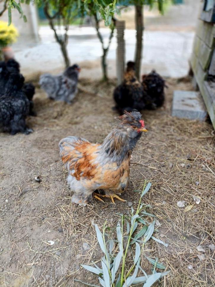 Prachtige cochin kriel x zijdehoen haantjes, Dieren en Toebehoren, Pluimvee, Kip, Mannelijk