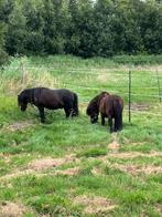 Te koop; 2 lieve 4 jarige shetland ruintjes, Dieren en Toebehoren, Pony's, Gechipt, Ruin, A pony (tot 1.17m), 3 tot 6 jaar