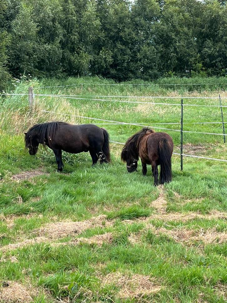 Te koop; 2 lieve 4 jarige shetland ruintjes, Dieren en Toebehoren, Pony's, Ruin, Onbeleerd, A pony (tot 1.17m), Recreatiepony