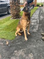 Mechelseherder, Dieren en Toebehoren, Honden | Herdershonden en Veedrijvers, 6 jaar of ouder, Reu, Eén hond, Herder