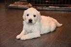 Witte Golden retriever pups uit geteste ouders met stamboom, Dieren en Toebehoren, Honden | Retrievers, Spaniëls en Waterhonden