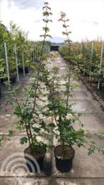 BOSPLANTSOEN AUTOCHTOON INHEEMS PLANTMATERIAAL, Ophalen of Verzenden, Overige soorten, Struik