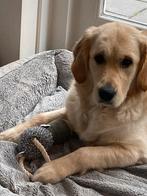 Hondenoppas gezocht op donderdag, Particuliere oppas