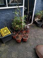 Oranje Framboos Planten in Pot, Tuin en Terras, Ophalen