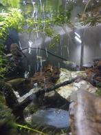 gratis af te halen: ongeveer 20 Endler guppies, Dieren en Toebehoren, Vissen | Aquariumvissen, Vis