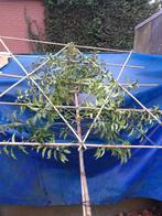 Prunus lusitanica angustifolia  als leiboom in pot, In pot, Volle zon, 250 tot 400 cm, Bloeit niet