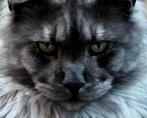 XXL Maine Coon Rus DEKKATER Black-Smoke Creme-Smoke soc.Reus, Dieren en Toebehoren, Katten en Kittens | Dekkaters, 3 tot 5 jaar
