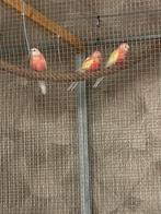 Rubino/opaline bourkes, Dieren en Toebehoren, Vogels | Parkieten en Papegaaien, Meerdere dieren, Parkiet