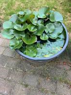 Waterlelie, wit met gele bloem., Tuin en Terras, Vijvers, Ophalen, Gebruikt