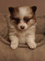 Mini Pomeriaan pups met unieke kleuren, Dieren en Toebehoren, Reu, 8 tot 15 weken, Meerdere, Nederland