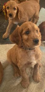 Leuke Irish doodle pups!(labradoodle maar net even anders), Dieren en Toebehoren, Honden | Setters en Staande honden, CDV (hondenziekte)