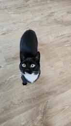 Gratis katten, Dieren en Toebehoren