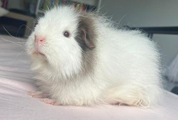 Hele lieve CH Teddy zeugjes 5 maandjes oud beschikbaar voor biedingen