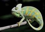 Reptielen gezocht!, Dieren en Toebehoren, Reptielen en Amfibieën, Slang