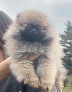 Dwergkees pomeriaan pup, Dieren en Toebehoren, Parvo, Keeshond, 8 tot 15 weken, Teef