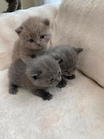 Britse korthaar kittens, Dieren en Toebehoren, Katten en Kittens | Raskatten | Korthaar, Meerdere dieren, Gechipt