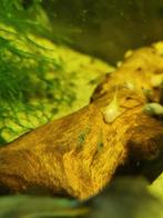 ALBINO ANCISTRUSSEN ALGENETERS 3 voor 5 -, Dieren en Toebehoren, Vissen | Aquariumvissen, Zoetwatervis, Vis