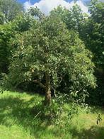 perenbomen te Koop | Vanaf €285,-, Ophalen, Minder dan 100 cm, Perenboom