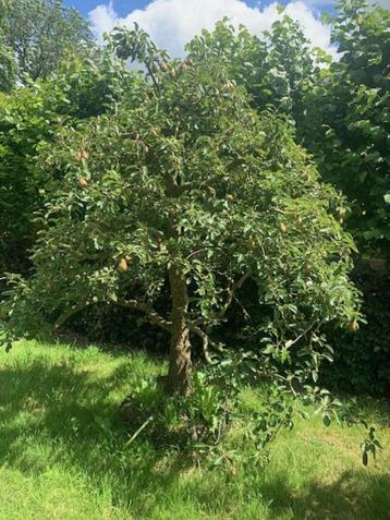 perenbomen te Koop | Vanaf €285,- beschikbaar voor biedingen