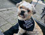 Ter dekking maltezer/shitzu, Rabiës (hondsdolheid), Reu, Eén hond, 3 tot 5 jaar