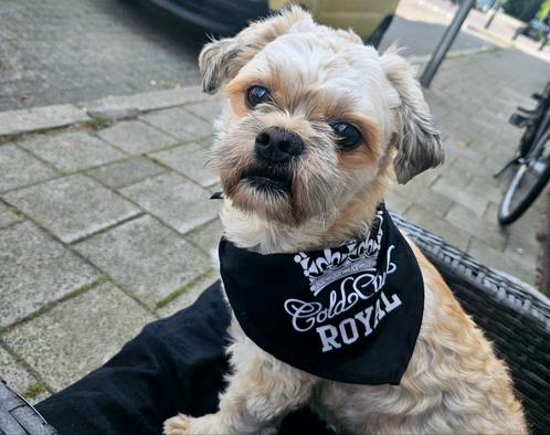 Ter dekking maltezer/shitzu, Dieren en Toebehoren, Honden | Dekreuen, Reu, Particulier, Eén hond, Nederland, 3 tot 5 jaar, CDV (hondenziekte)
