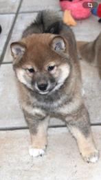 Prachtig shiba inu pup(teefje), Dieren en Toebehoren, Nederland, Poolhond, Meerdere, Meerdere dieren