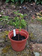 Kowhai boom - Sophora Microphylla zaailing, Tuin en Terras, Planten | Bomen, Overige soorten, Ophalen