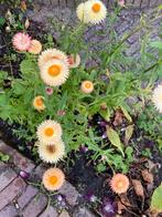 Zaden strobloem mix, Ophalen of Verzenden, Volle zon