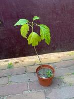 Jonge Hibiscus plant - 30cm, Volle zon, Vaste plant, Zomer, Ophalen