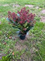 Skimmia japonica Rubella, Tuin en Terras, Planten | Tuinplanten, Ophalen, Overige soorten, Halfschaduw