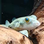 Tetraodon pustulatus, Vis