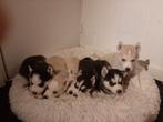 Mooie en lieve husky,s pups, Dieren en Toebehoren, 8 tot 15 weken, Poolhond, Meerdere, Meerdere dieren