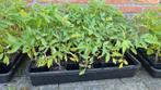 Tomaten-,  paprika-, courgette- en flespompoenplanten, Tuin en Terras, Planten | Tuinplanten, Zomer, Ophalen, Groenteplanten, Eenjarig