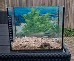 2 x Nanoaquarium / nano / beta tank /, Dieren en Toebehoren, Vissen | Aquaria en Toebehoren, Ophalen, Gebruikt, Leeg aquarium