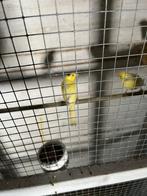 Zang Kanaries waterslager geel vn kleur, Dieren en Toebehoren, Vogels | Kanaries, Meerdere dieren, Zangkanarie