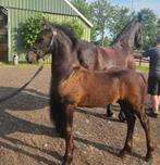 Stoer Fries hengstveulen, Dieren en Toebehoren, Paarden
