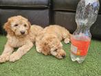 Prachtige Teckel & Labradoodels te koop! Nu prijs verlaagd!, Dieren en Toebehoren, Honden | Niet-rashonden, Rabiës (hondsdolheid)