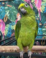 Jonge Baby Geel voorhoofd Amazones | Handtam | Nieuwsgierig