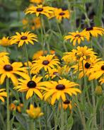 Rubeckia Goldsturm Zonnehoed, Ophalen of Verzenden, Zomer, Overige soorten, Volle zon
