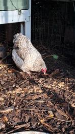 Wyandotte en kruising wyandotte/zijdehoen, Dieren en Toebehoren, Pluimvee, Vrouwelijk, Kip
